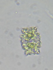 Euastrum denticulatum