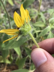 Helianthus exilis