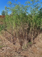 Conium maculatum