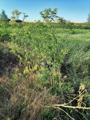 Conium maculatum