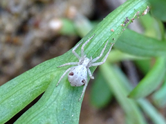 Pulchellodromus pulchellus