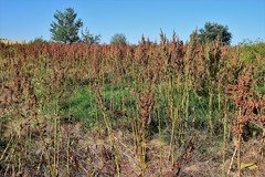 Rumex cristatus