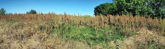 Rumex cristatus