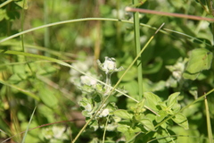 Aceria labiatiflorae