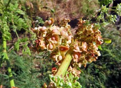 Rumex cristatus