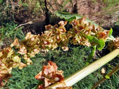 Rumex cristatus