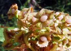Rumex cristatus