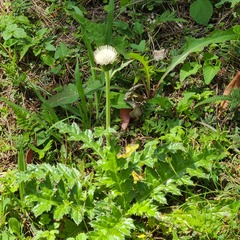 Cirsium brevicaule