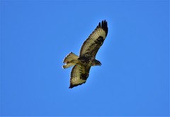 Buteo buteo