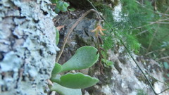 Adromischus cristatus