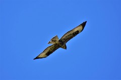 Buteo buteo