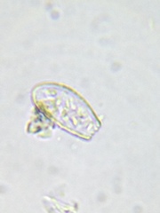 Euglypha