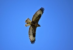 Buteo buteo