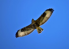 Buteo buteo