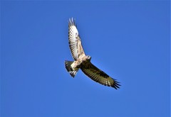Buteo buteo