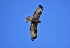 Buteo buteo