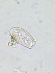 Euglypha