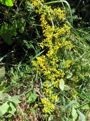 Galium verum