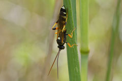 Ichneumon sarcitorius