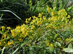 Galium verum