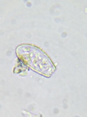 Euglypha