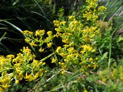 Galium verum