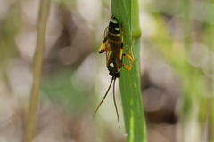 Ichneumon sarcitorius