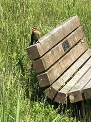 Agelaius phoeniceus caurinus