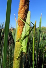 Tettigonia viridissima