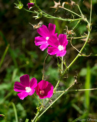 Callirhoe leiocarpa