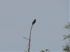 Hierococcyx hyperythrus