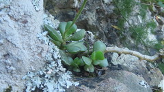 Adromischus cristatus