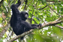 Siamang photo 3