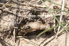 Cataglyphis aenescens