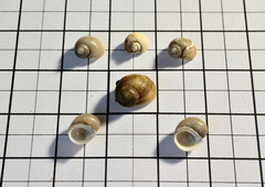 Lithoglyphus naticoides