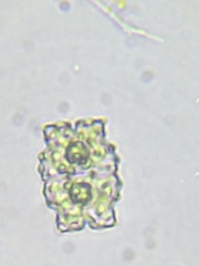 Euastrum denticulatum