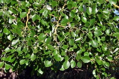 Populus alba