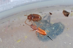 Silvanus unidentatus