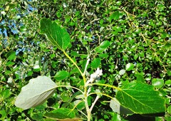 Populus alba