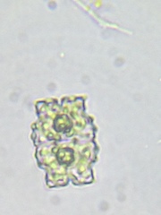 Euastrum denticulatum