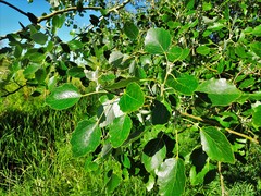 Populus alba