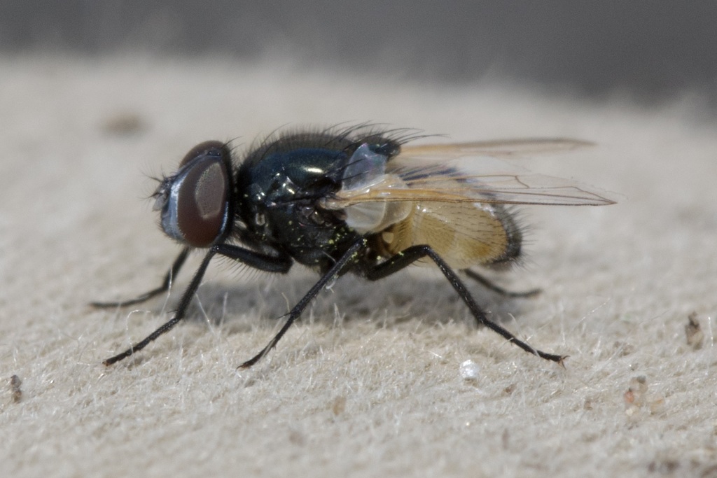 Osiris's Fly