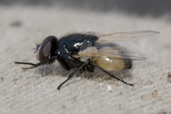 Musca osiris