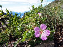 Geranium hayatanum