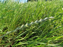 Elymus repens