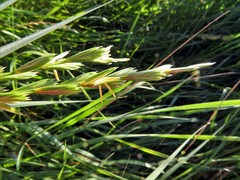Elymus repens