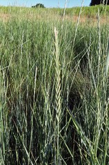 Elymus repens