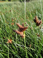 Bolboschoenus maritimus