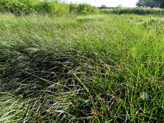 Bolboschoenus maritimus