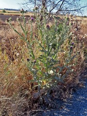 Onopordum acanthium
